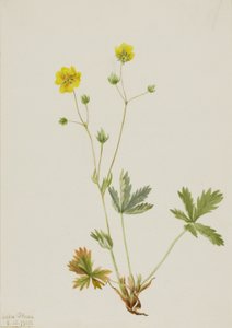 Potentilla glaucophylla (Potentilla glaucophylla) da Mary Vaux Walcott