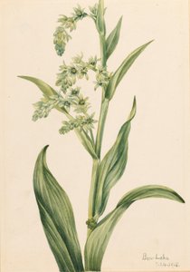 Cavolo orsino (Veratrum viride) da Mary Vaux Walcott