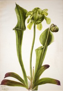 Pianta Carnivora Verde Sarracenia orephila, 1933 da Mary Vaux Walcott