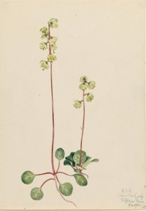 Pirola verde (Pyrola chlorantha) da Mary Vaux Walcott