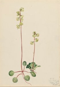 Pyrola verde da Mary Vaux Walcott