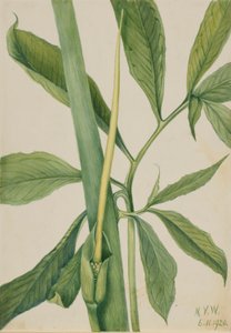 Drago verde (Arisaema dracontium) da Mary Vaux Walcott