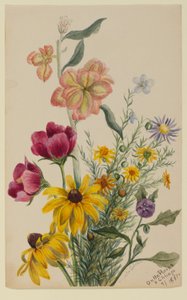 Gruppo di fiori da Mary Vaux Walcott