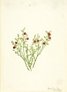 Mirtillo nero (Vaccinium scoparium) da Mary Vaux Walcott