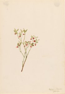 Mirtillo nero (Vaccinum scoparium)