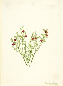Vaccinium scoparium, 1918 da Mary Vaux Walcott