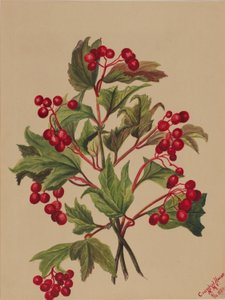 Uva di gallo cedrone (Viburnum americanum) da Mary Vaux Walcott