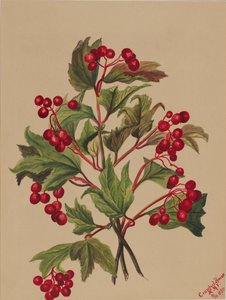 Viburno americano, 1880 da Mary Vaux Walcott
