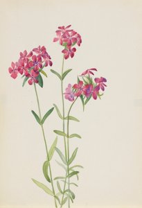 Flox Peloso Phlox amoena