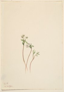 Precursore della primavera (Erigenia bulbosa) da Mary Vaux Walcott