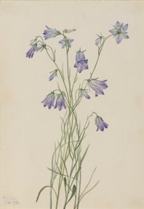 Campanula rotundifolia (Harebell)