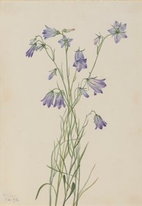 Campanula rotundifolia