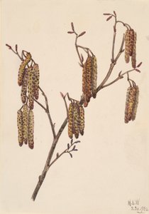 Ontano nocciolo, 1920