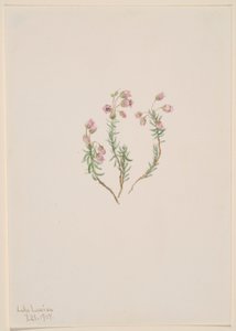 Erica (Phyllodoce intermedia) da Mary Vaux Walcott