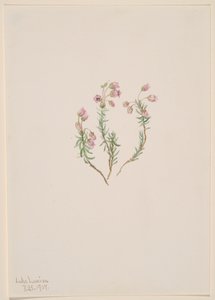Erica Phyllodoce intermedia, 1907 da Mary Vaux Walcott