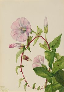 Hedge Bindweed Calystegia Convolvulus sepium, 1932