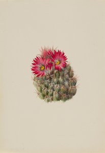 Cactus Riccio Coryphantha arizonica