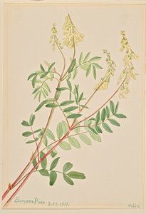 Hedysarum Hedysarum sulphurescens, 1917 da Mary Vaux Walcott