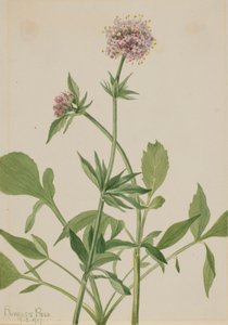 Valeriana Heliotropio Valeriana sitchensis, 1917 da Mary Vaux Walcott