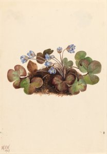 Hepatica (Hepatica americana) da Mary Vaux Walcott