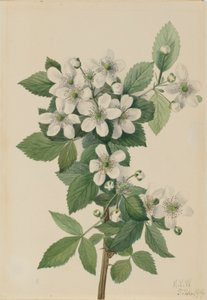 Mirtillo nero (Rubus argutus) da Mary Vaux Walcott