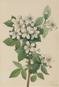 Rovo di montagna Rubus argutus da Mary Vaux Walcott