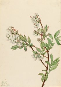 Mirtillo nero (Vaccinium corymbosum) da Mary Vaux Walcott