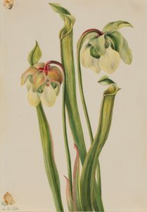 Pianta ibrida (Sarracenia minor)