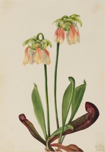 Ibrido di piante grasse (Sarracenia minor x psittacina) da Mary Vaux Walcott