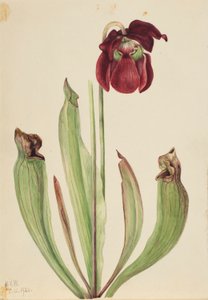 Pianta ibrida (Sarracenia rubra xs purpurea venosa)