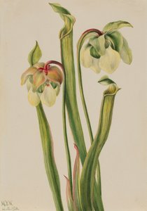 Pianta ibrida Sarracenia minor, 1930 da Mary Vaux Walcott