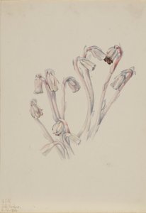 Pipa indiana (Monotropa uniflora) da Mary Vaux Walcott