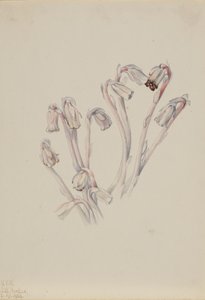 Pipa indiana Monotropa uniflora da Mary Vaux Walcott