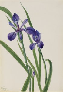 Iris (specie Iris) da Mary Vaux Walcott