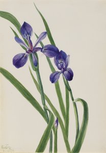 Iris, specie di Iris, 1939 da Mary Vaux Walcott