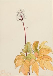 Actaea arguta, Baneberry d