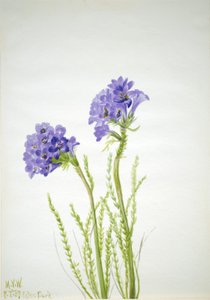 Scala di Giacobbe Polemonium viscosum