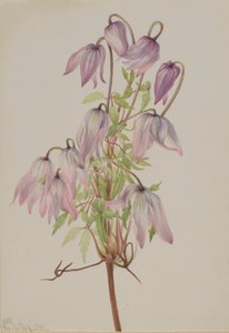 Jicarilla (Clematis pseudoalpina) da Mary Vaux Walcott