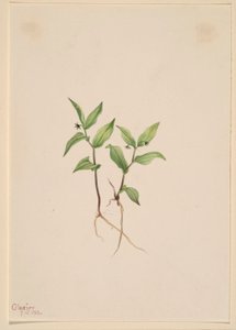 Kruhsea (Kruhsea streptopoides) da Mary Vaux Walcott