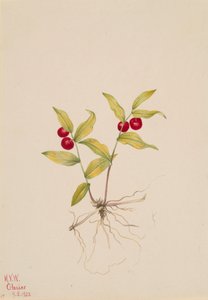 Kruhsea Kruhsea streptopoides, 1922