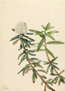 Tè del Labrador (Ledum groenlandicum) da Mary Vaux Walcott