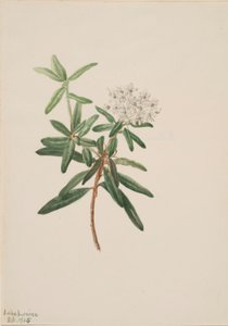 Tè del Labrador (Ledum groenlandicum) da Mary Vaux Walcott