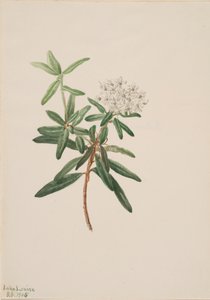 Tè del Labrador Ledum groenlandicum da Mary Vaux Walcott
