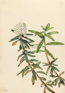 Tè del Labrador Ledum groenlandicum da Mary Vaux Walcott