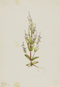 Genziana a scala (Gentiana acuta) da Mary Vaux Walcott