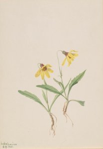 Lake Louise Arnica (Arnica louisiana) da Mary Vaux Walcott