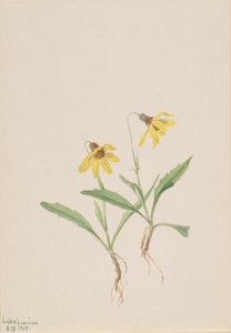 Lago Louise Arnica, 1905 da Mary Vaux Walcott