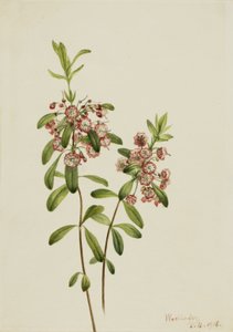 Lambkill Kalmia angustifolia da Mary Vaux Walcott