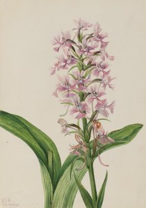 Grande orchidea frangiata viola da Mary Vaux Walcott