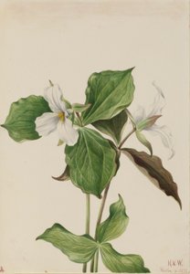 Trillium bianco grande (Trillium grandiflorum) da Mary Vaux Walcott